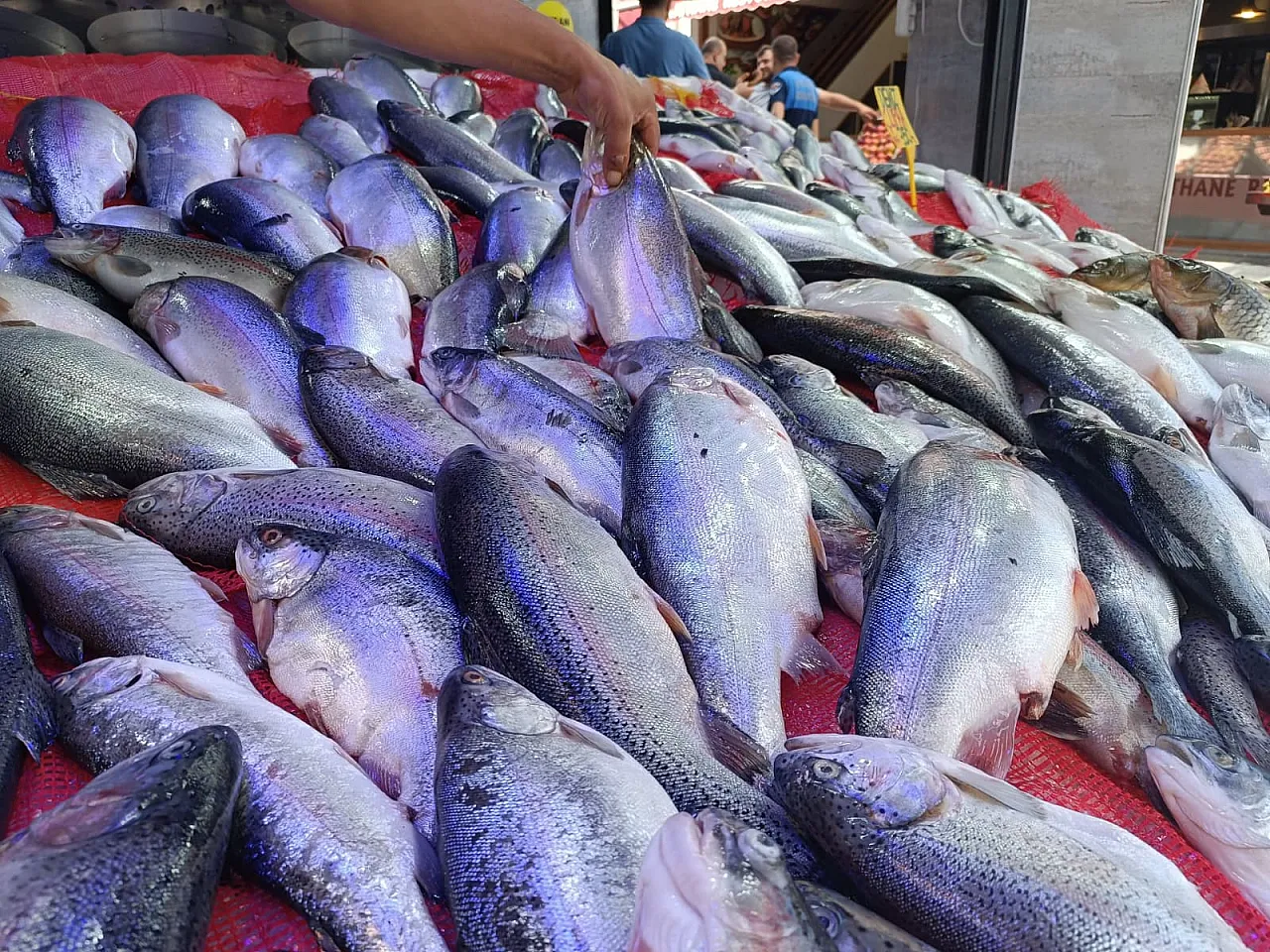 Samsun'da Balık Tavuğu Sollamak Üzere