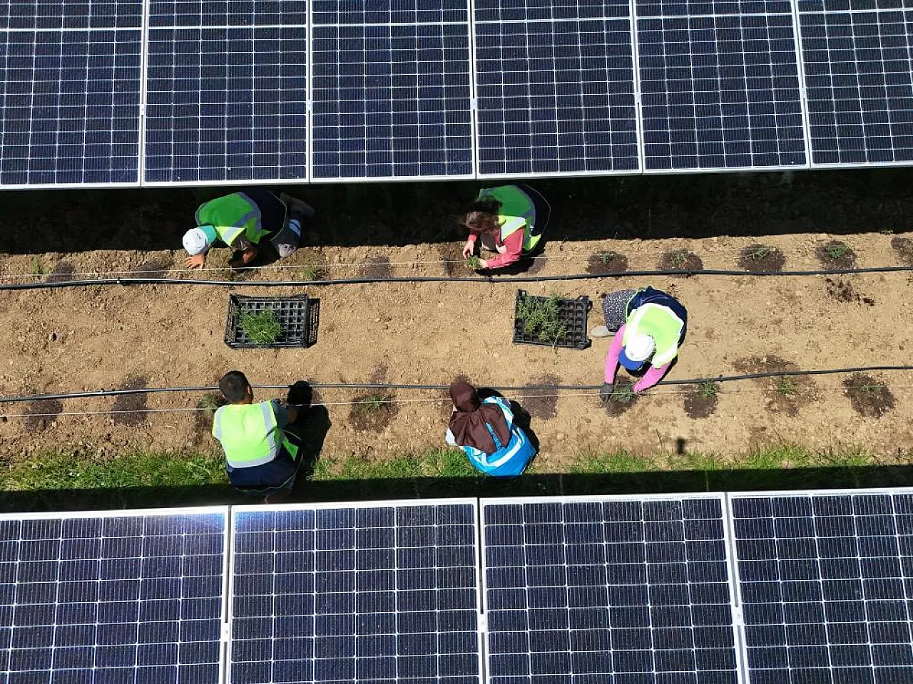 Yenilenebilir enerji üretimi ve tarımsal faaliyetler bir arada