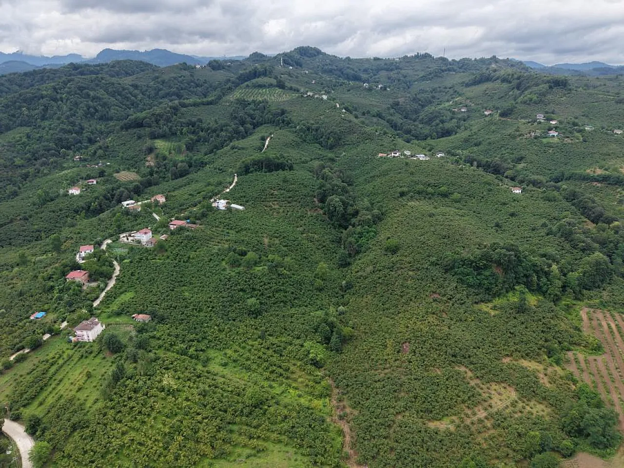 2026 fındık sezonunda Samsun için hasat takvimi netleşti