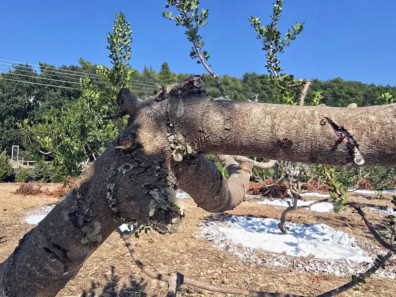 11 yıllık bekleyiş sona erdi: Sakız bahçelerinde ilk hasat