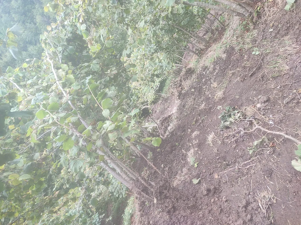 Fındık hasadı öncesi Ayvacık'ta yol çağrısı