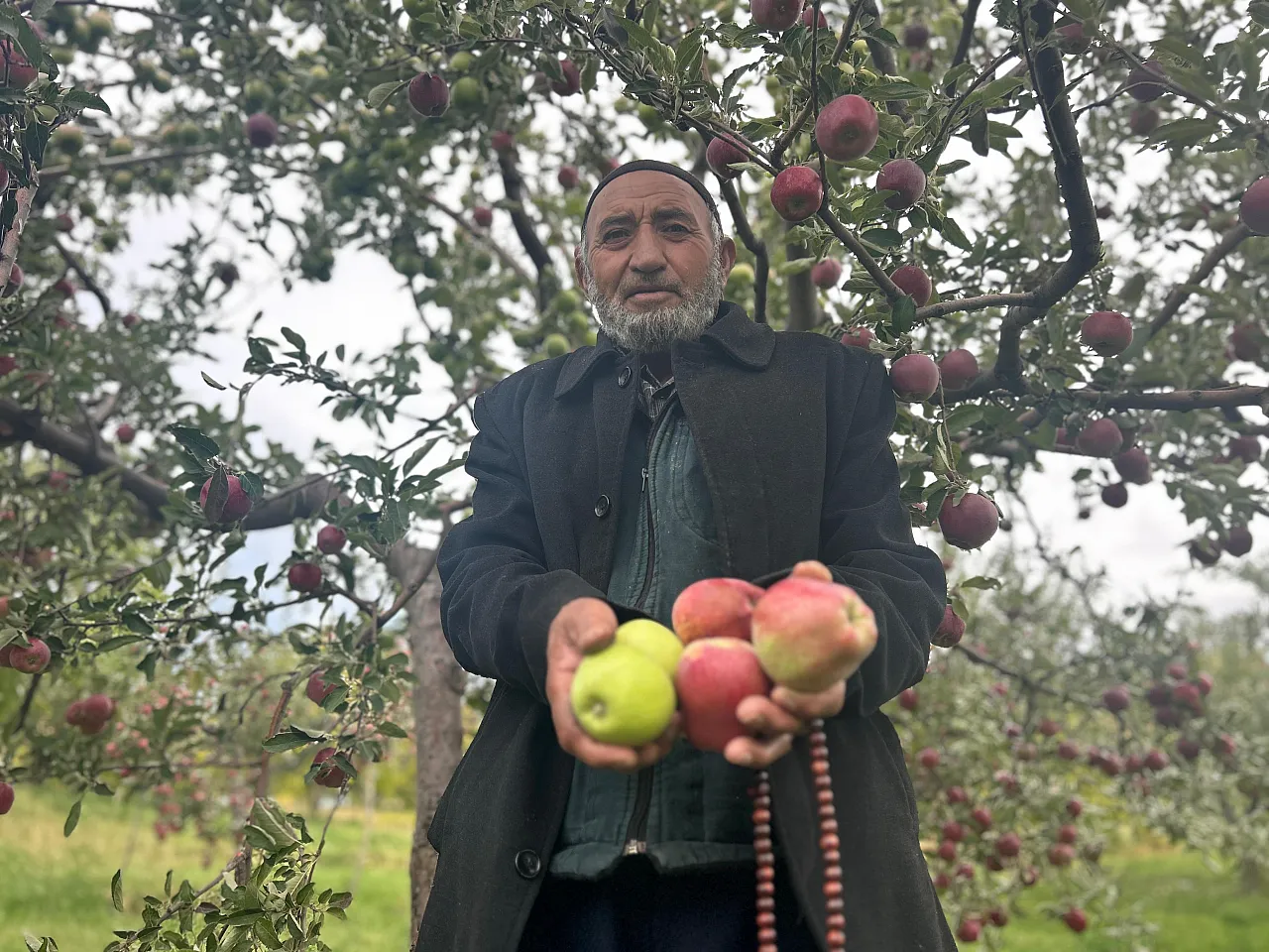 Van'da aynı ağaçta hem kırmızı hem yeşil elma yetiştirdi