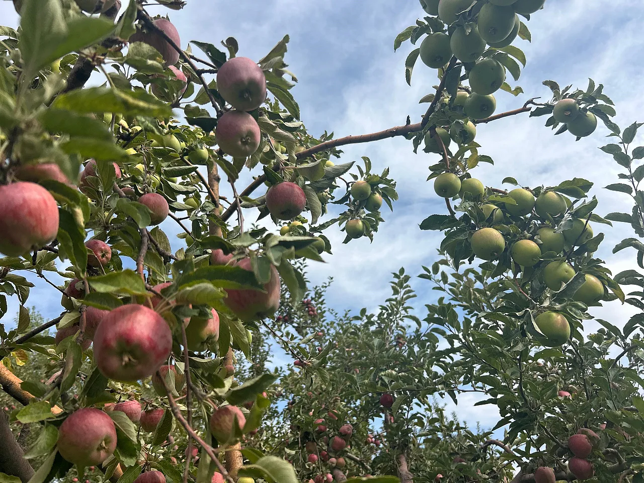 Van'da aynı ağaçta hem kırmızı hem yeşil elma yetiştirdi