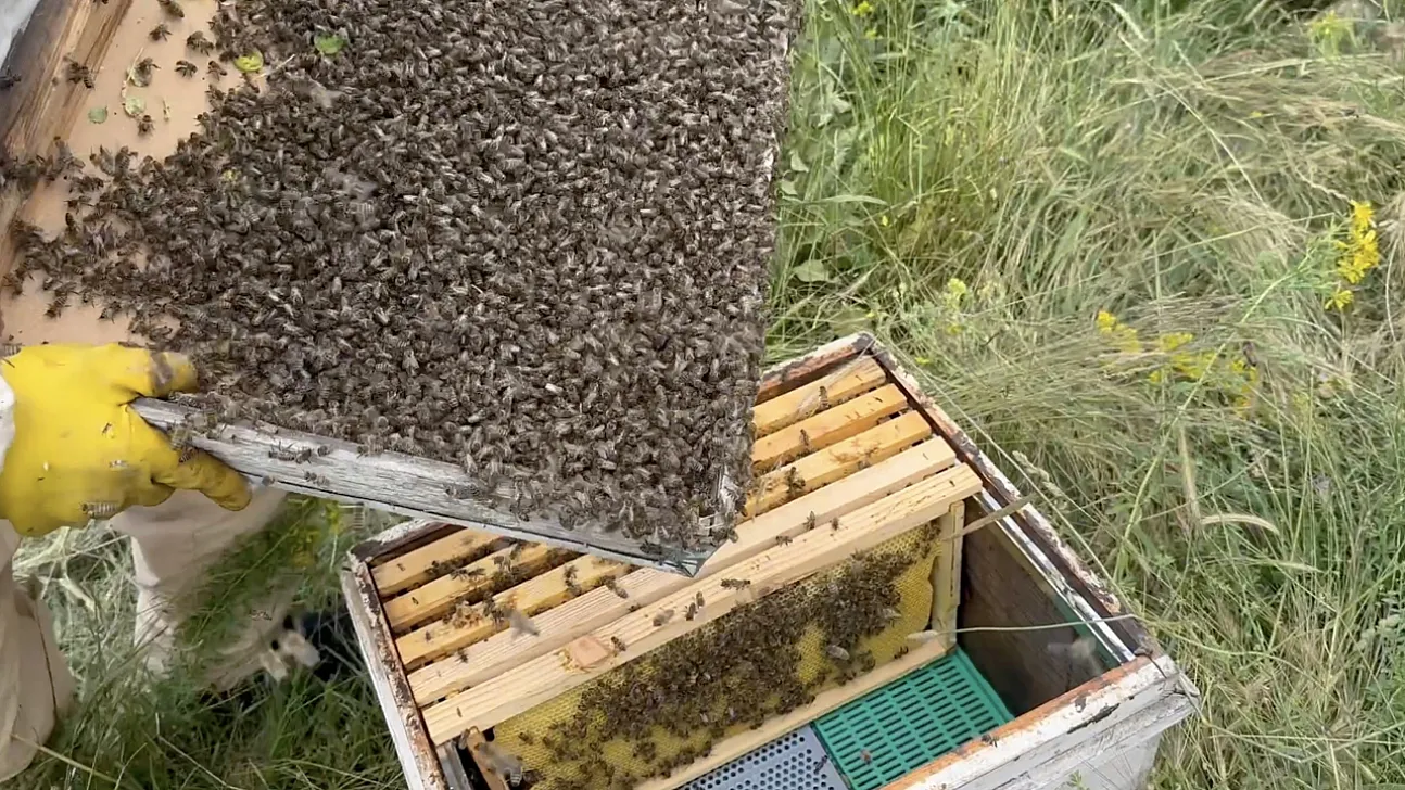 Binlerce arıyı meyve gibi kovan kapağına topladı oğul veren arılara ustaca müdahale