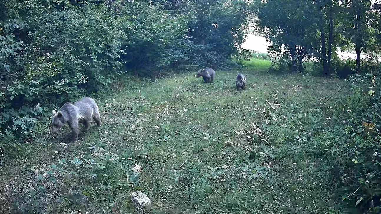 Bolu ormanlarında yaban hayatı fotokapanlara takıldı