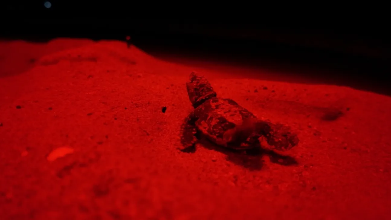 Kırmızı LED ışıklar caretta carettaların yolunu aydınlattı