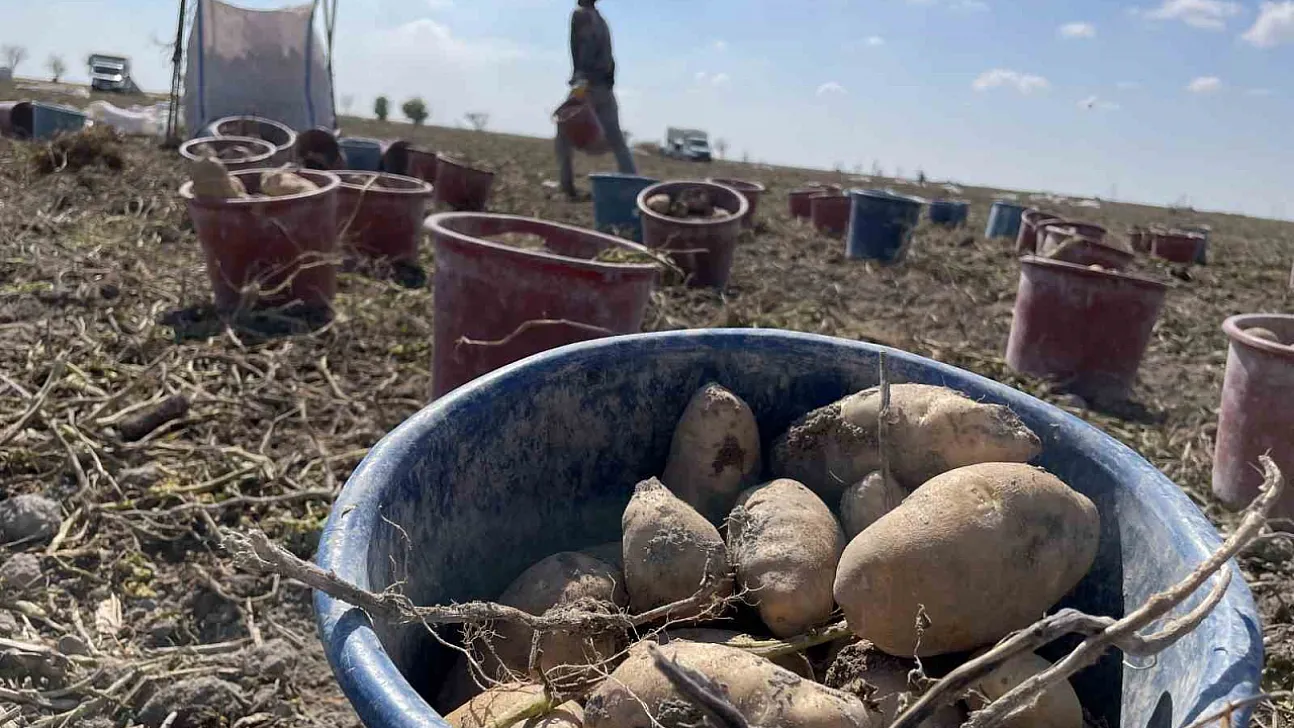 Konya Ovası'nda yerli patates tohumu için üretim seferberliği