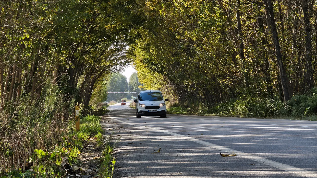 Tokat'ta kavak ağaçlarından sonbahar tüneli