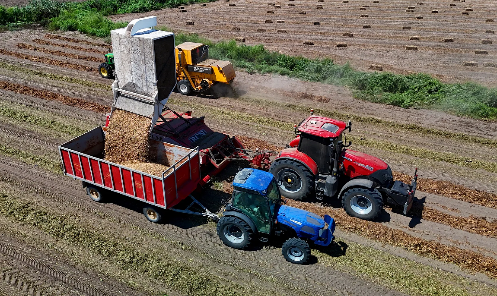 Adana'da yer fıstığında hasat başladı