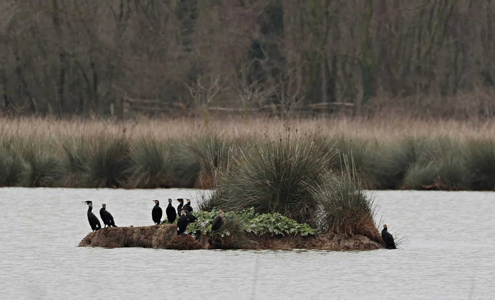 Kızılırmak Deltası Zengin Biyoçeşitliliğiyle Dikkat Çekiyor