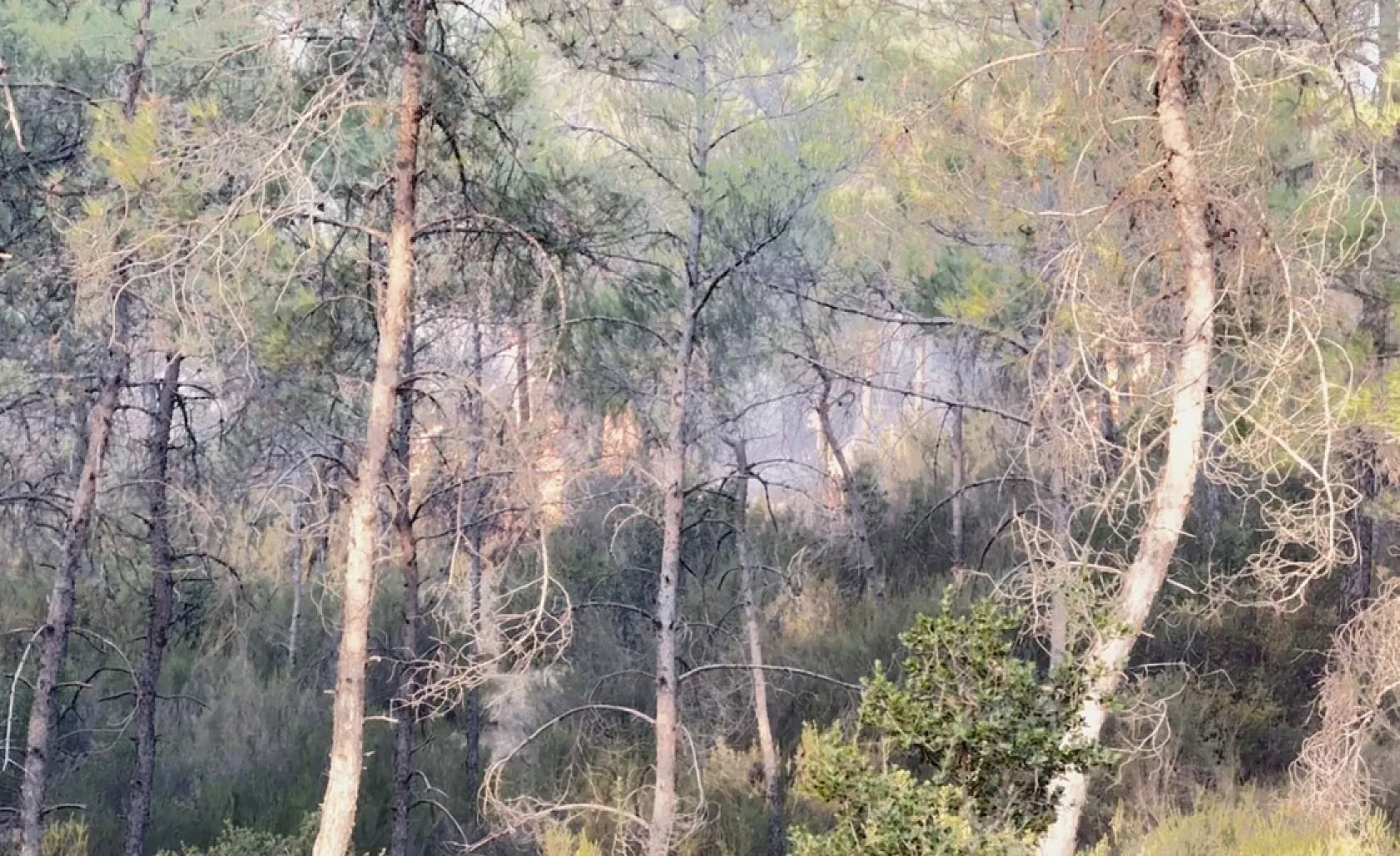 Fethiye'deki orman yangınında zamanla yarış!