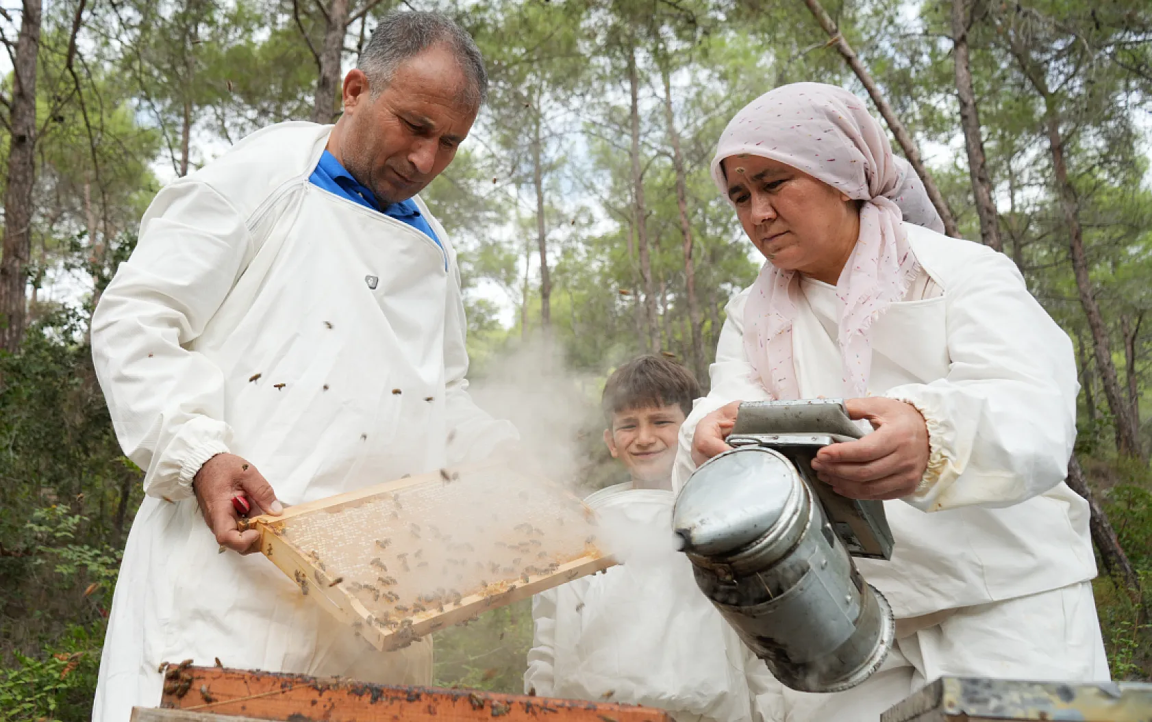 Türkiye'de çam balı hasadı başladı: Arıcılar bereketli sezondan memnun