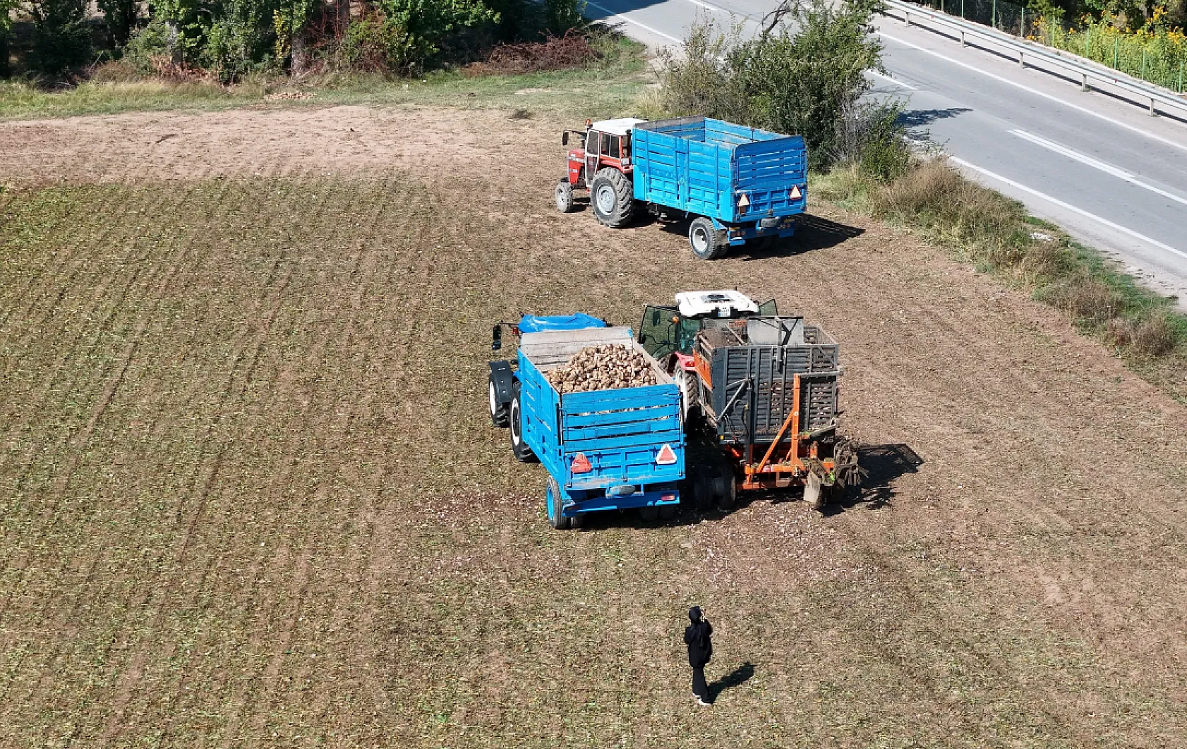 Erzincan'da şeker pancarı hasadı başladı