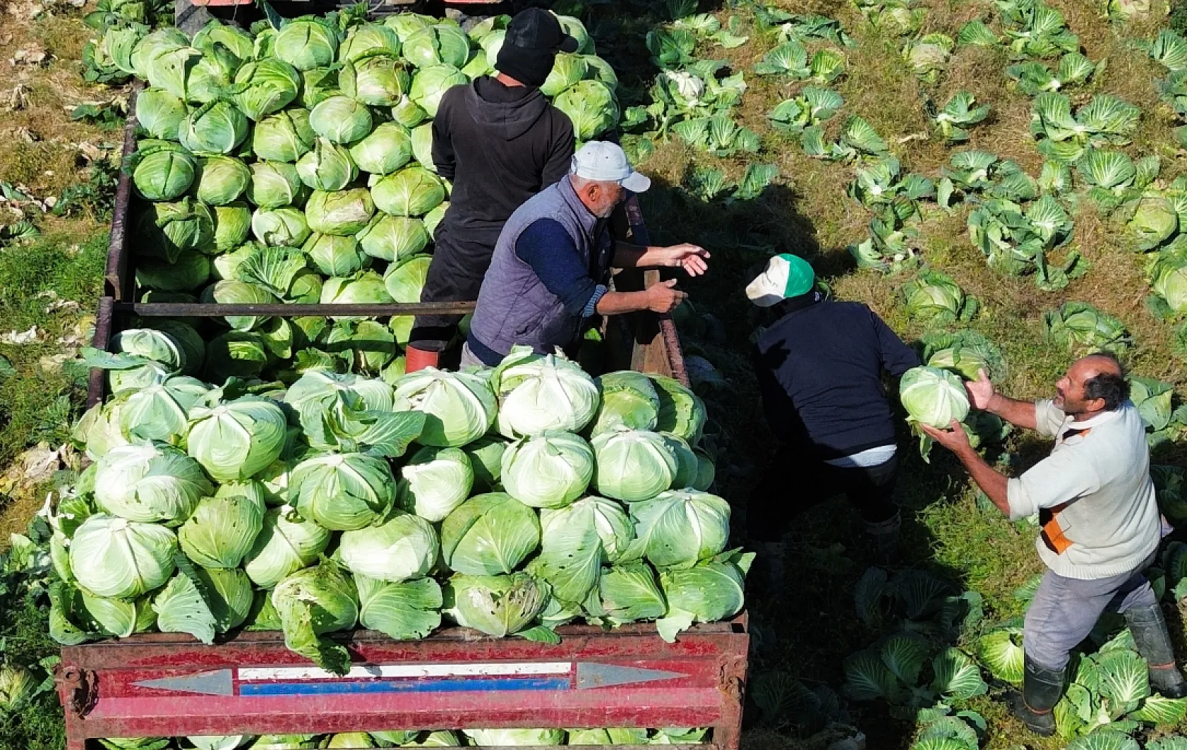 Bafra Ovası'nda kışlık sebze hasadı sona yaklaştı
