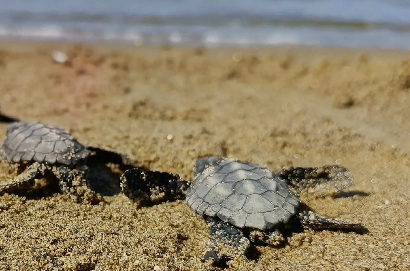 Kuşadası'nda gece ortaya çıkan 61 yavrunun deniz yolculuğu