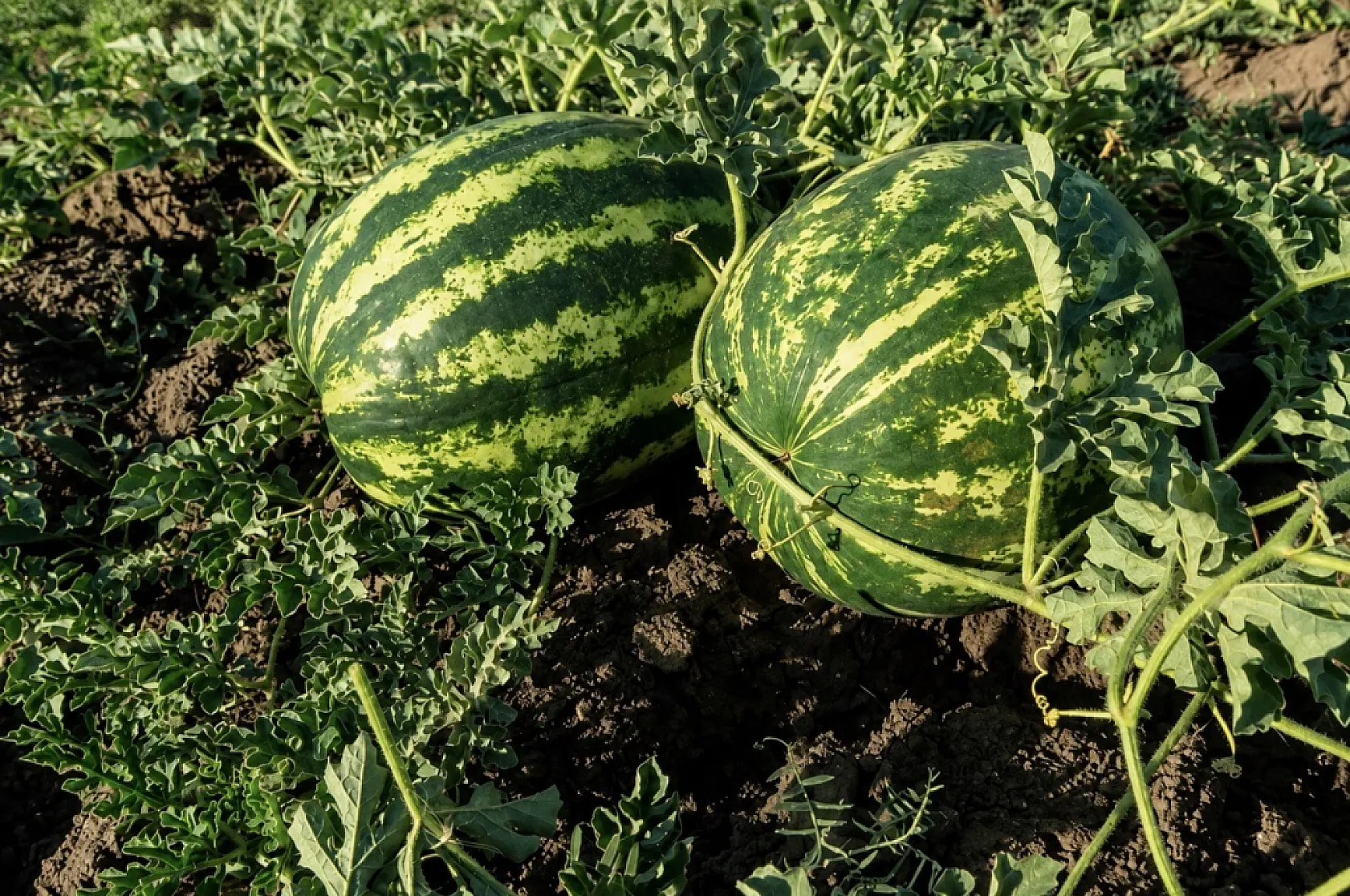 Ağrı'da kavun ve karpuz hasadı başladı