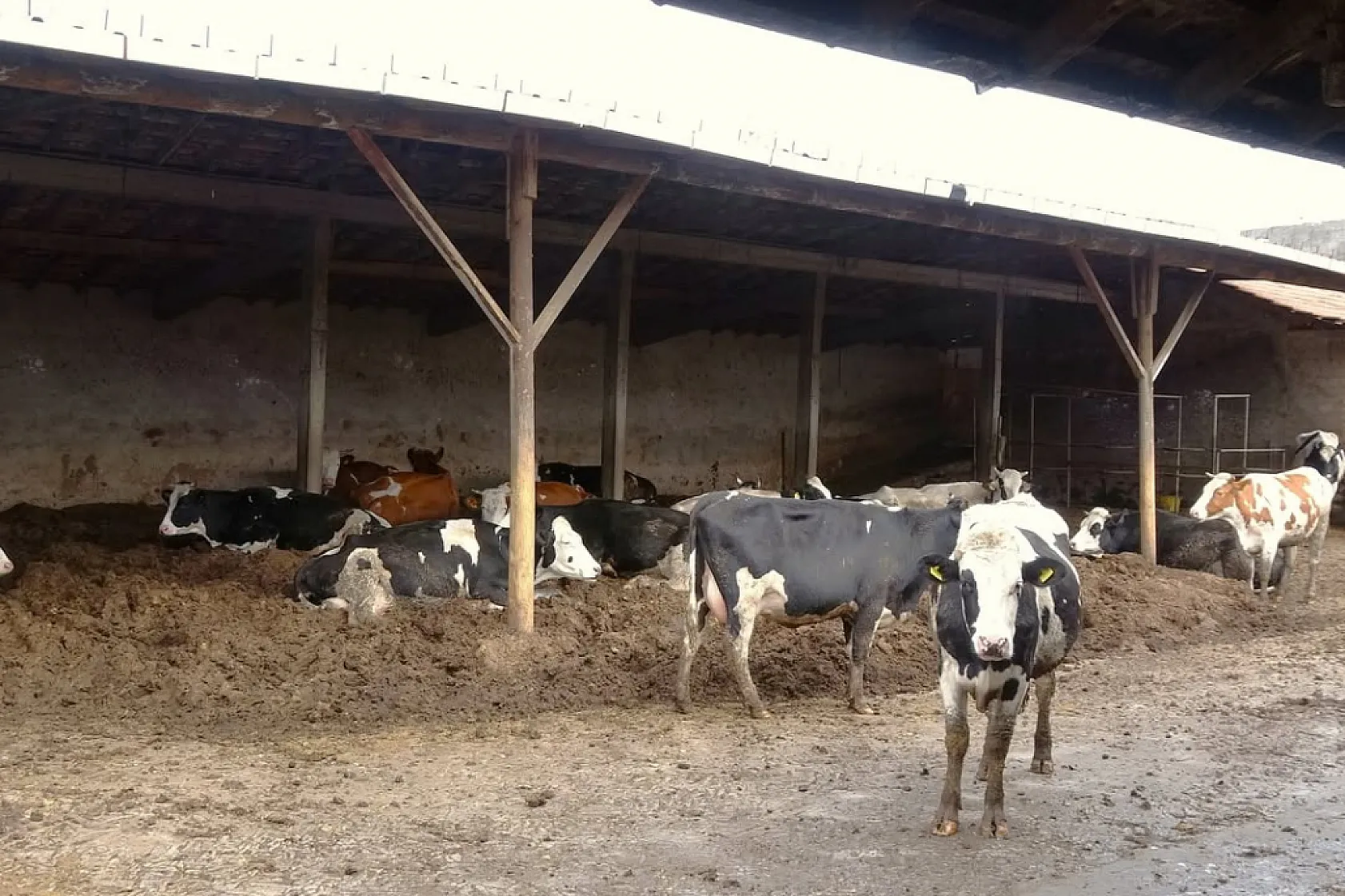Bafra'da bir işletme daha Hastalıktan Ari oldu