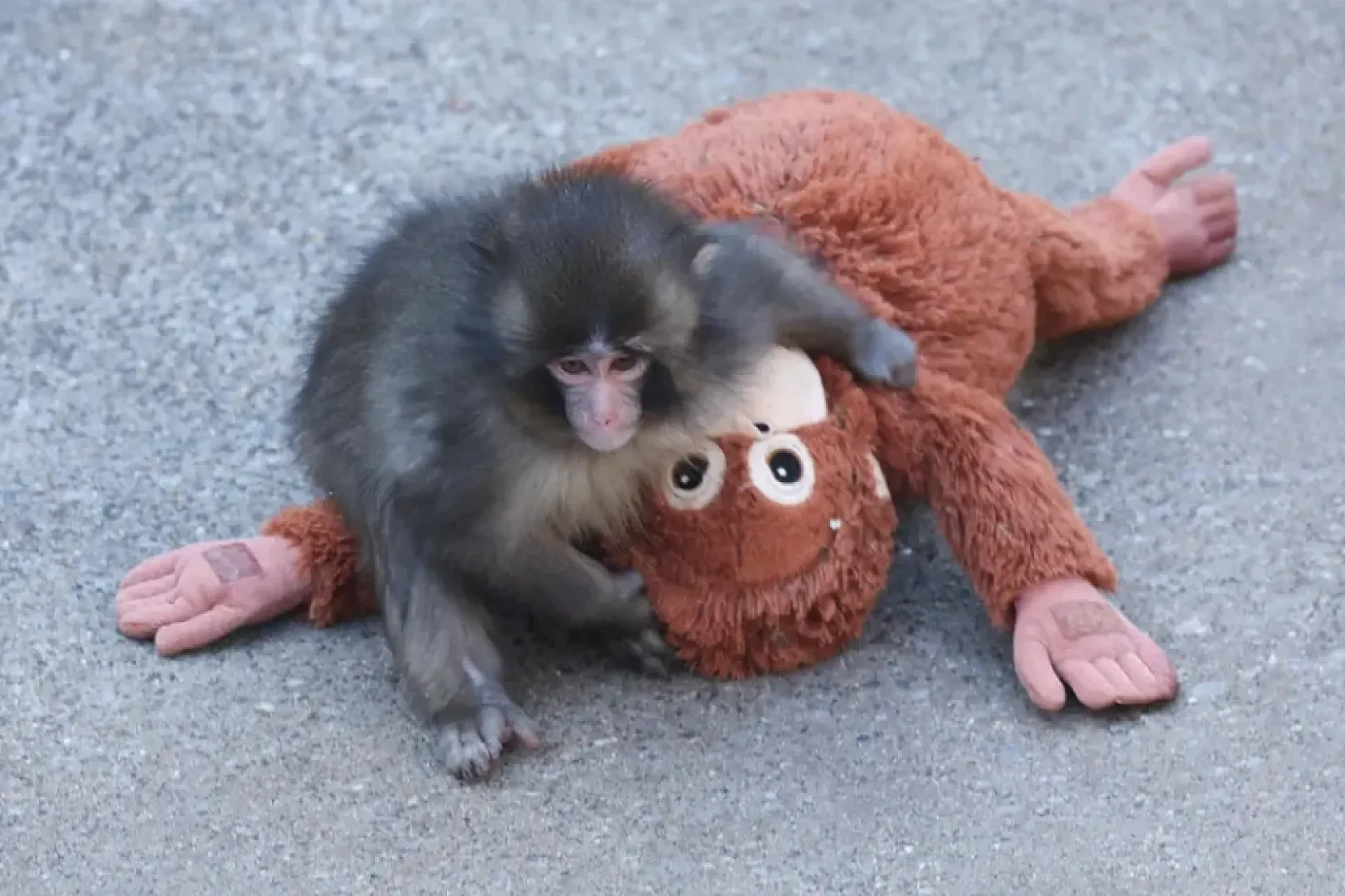 Google'da Punch the Monkey sürprizi!