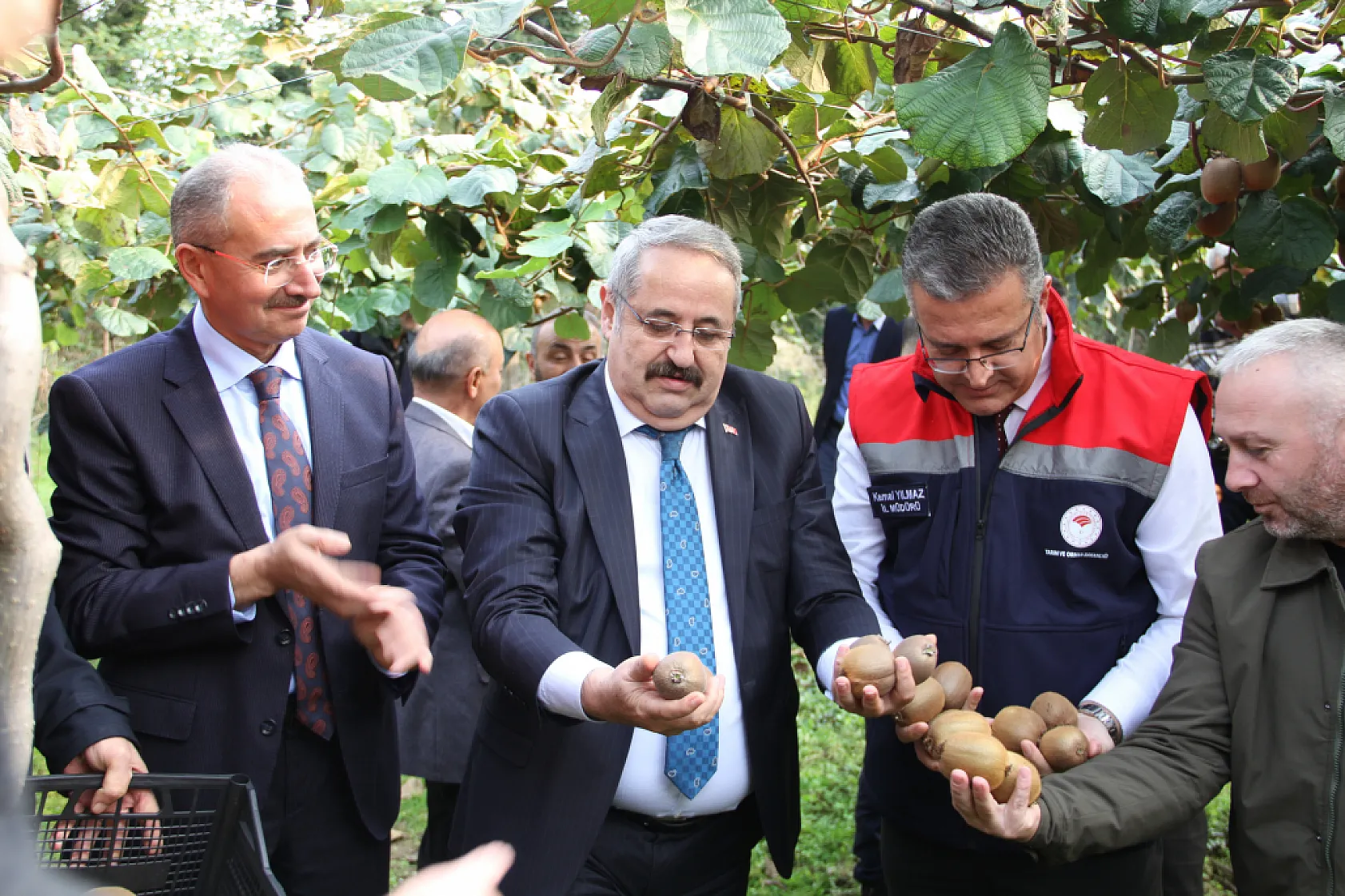 Çarşamba'da '2025 Yılı Kivi Hasat Etkinliği' düzenlendi