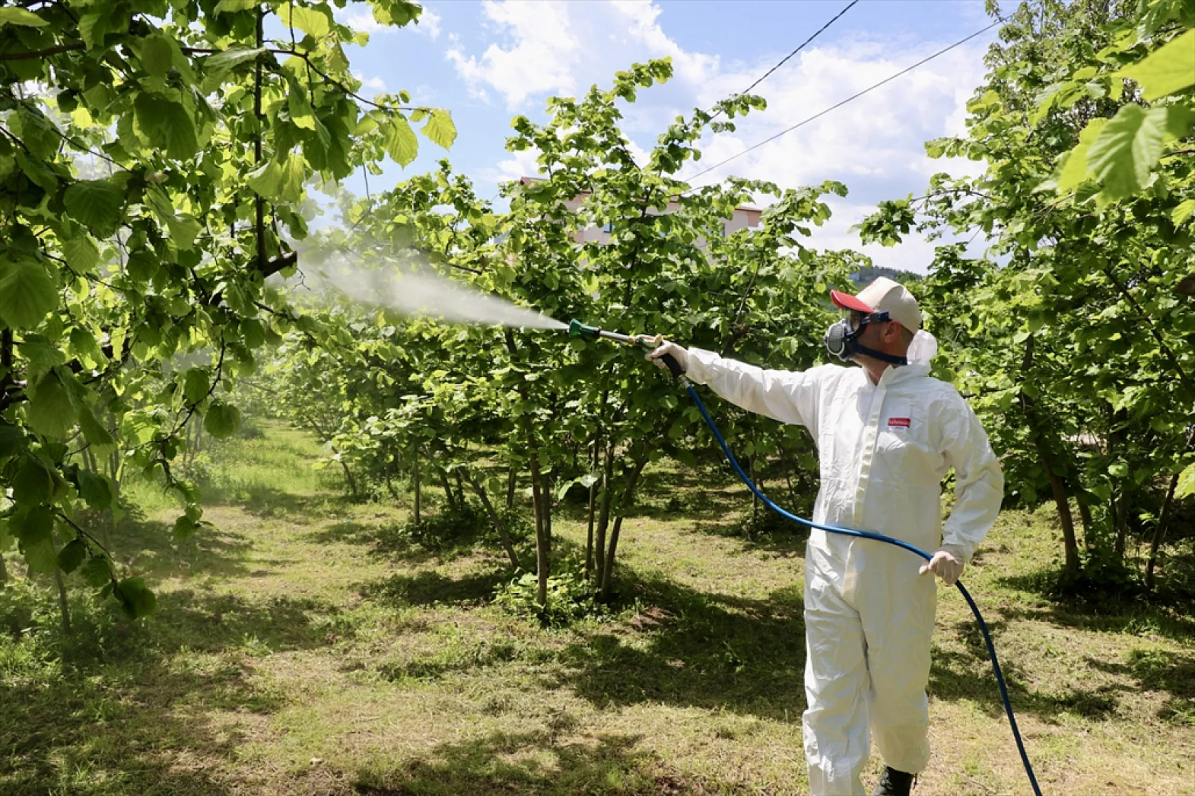 Trabzon'da 5 bin dekar alan ilaçlanacak