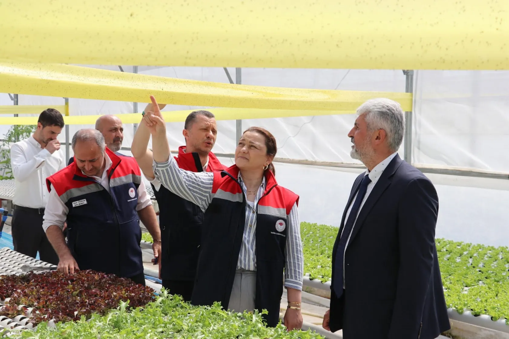Samsun'da zararlı böcek mücadelesinde tuzaklama sistemi