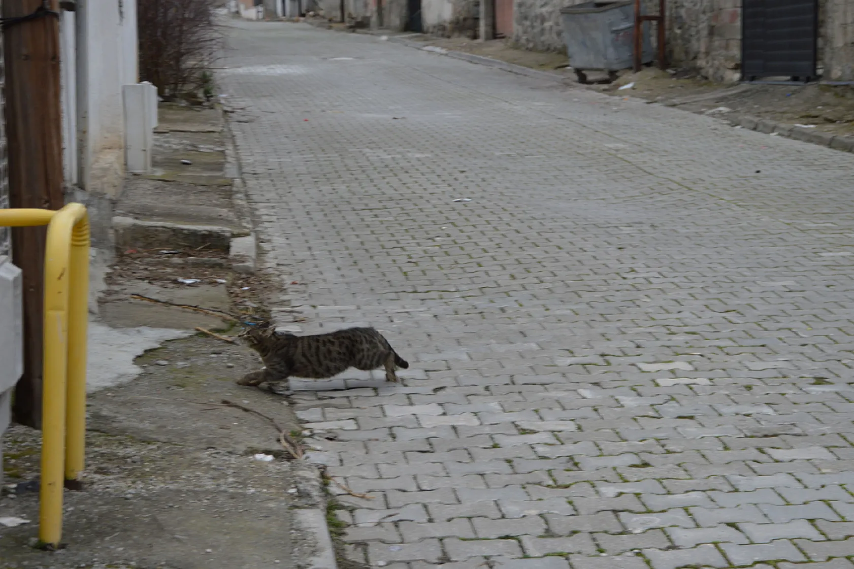Çatıda mahsur kalan kedi itfaiye ekiplerince kurtarıldı