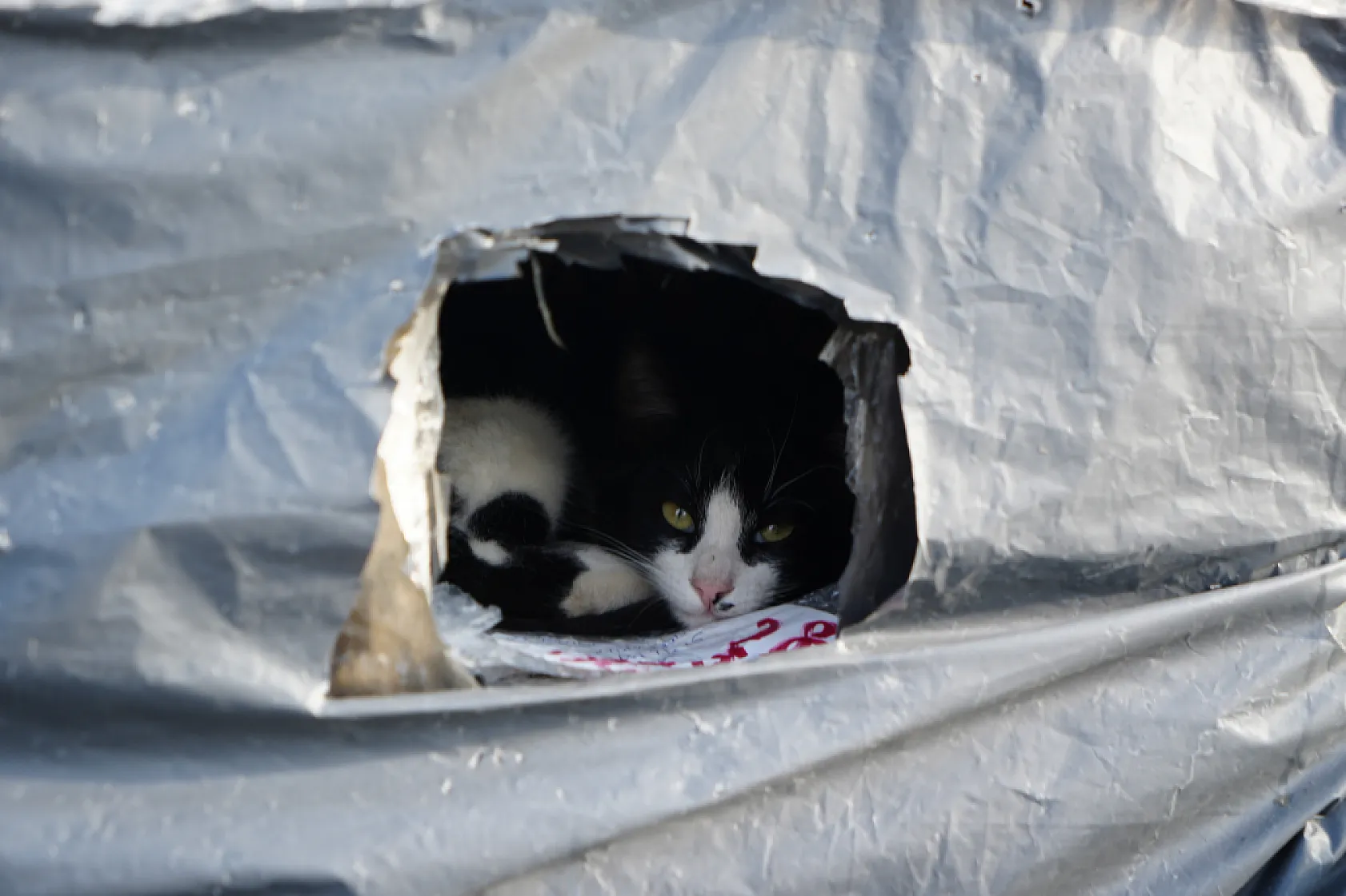 Samsun Sahilinde Kediler İçin Sıcak Yuva