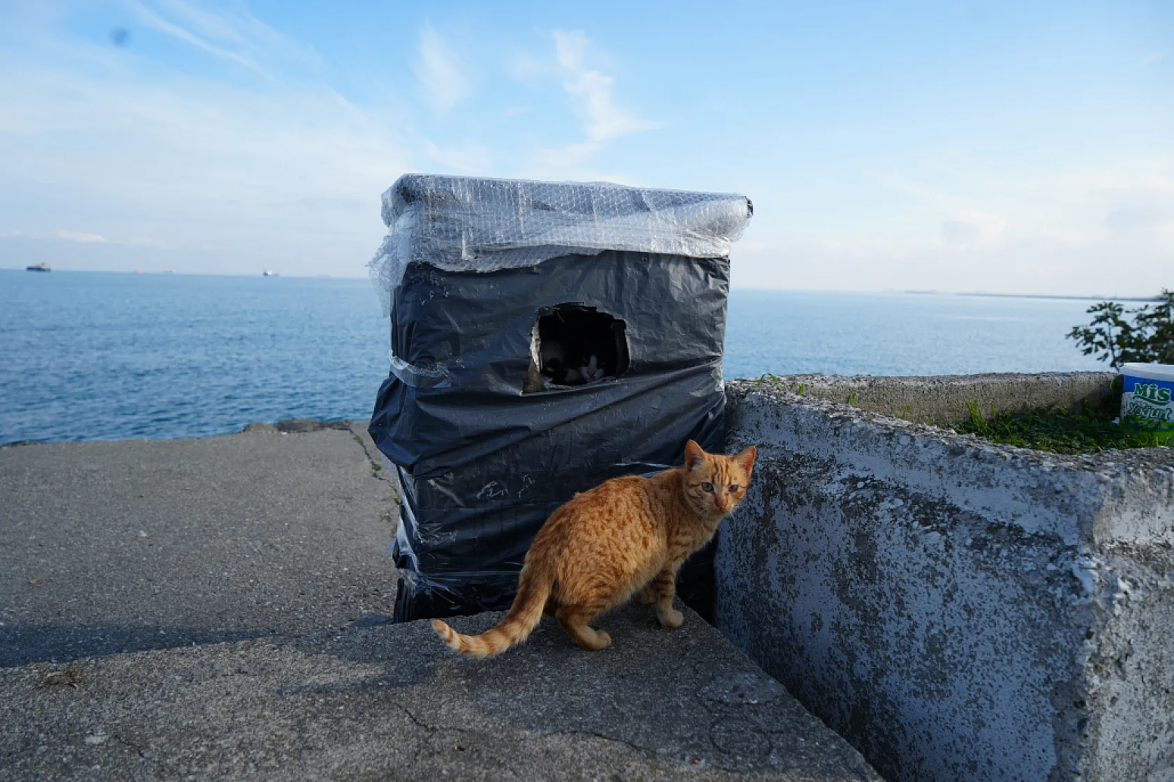 Samsun Sahilinde Kediler İçin Sıcak Yuva