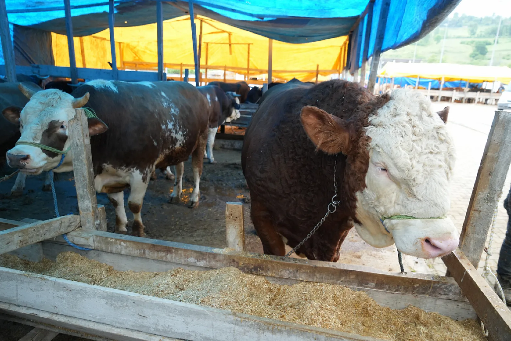 Kurban Bayramı öncesi pazarda bekleyiş sürüyor