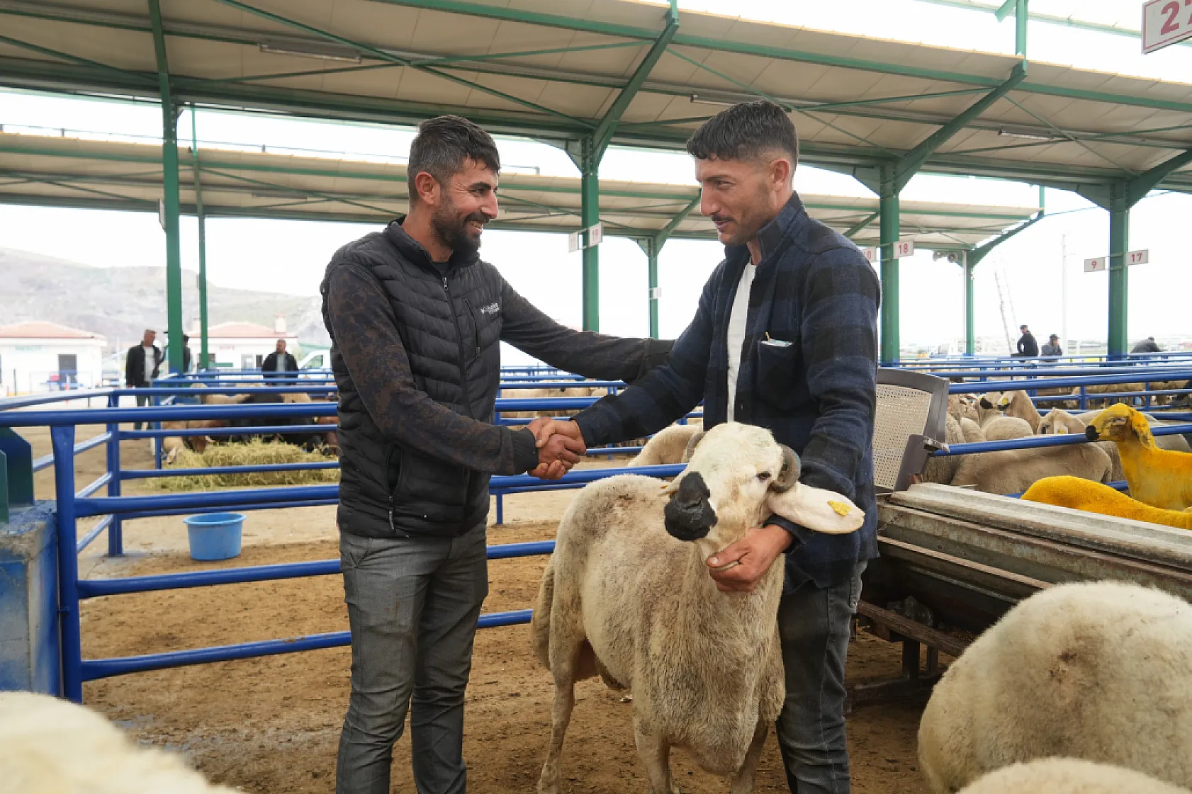 Hayvan pazarında büyükbaş pahalı gelince küçükbaşa talep patladı