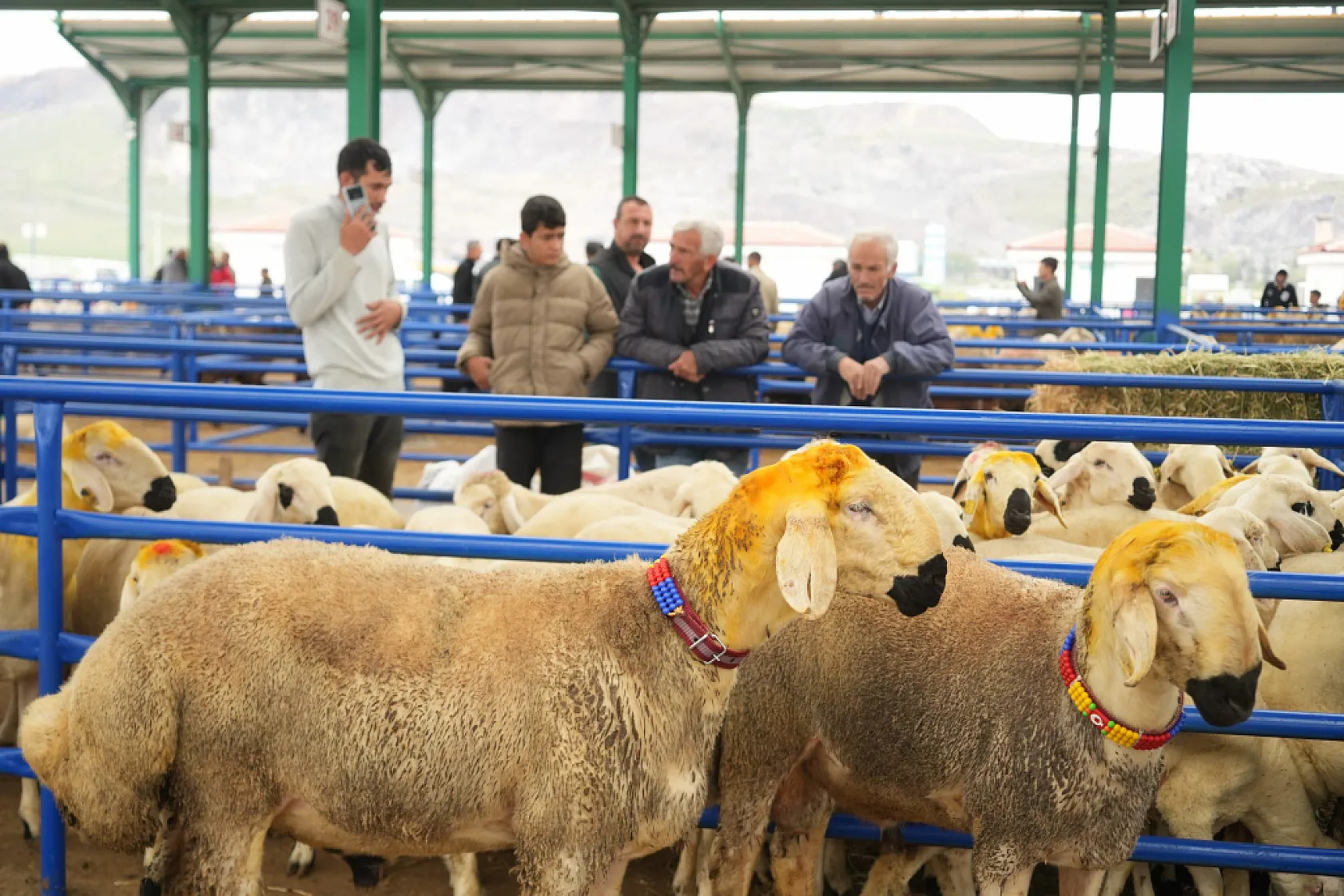 Hayvan pazarında büyükbaş pahalı gelince küçükbaşa talep patladı