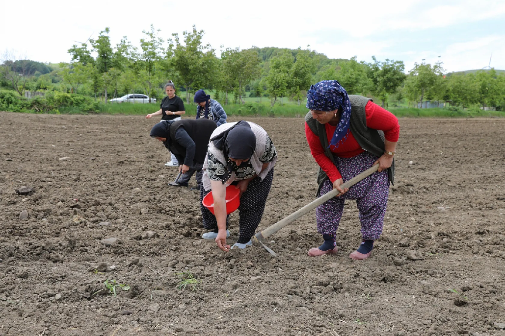 Ladik Fasulyesinde yeni sezon başladı