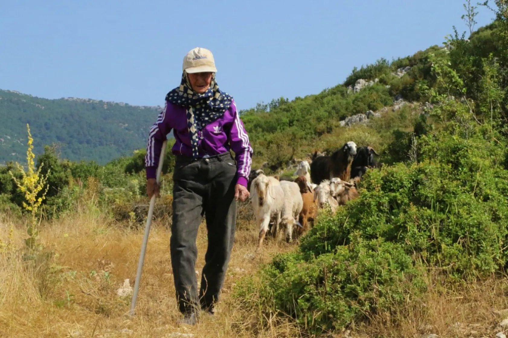 94 yaşındaki Emine Tektaş 90 yıldır çobanlık yapıyor