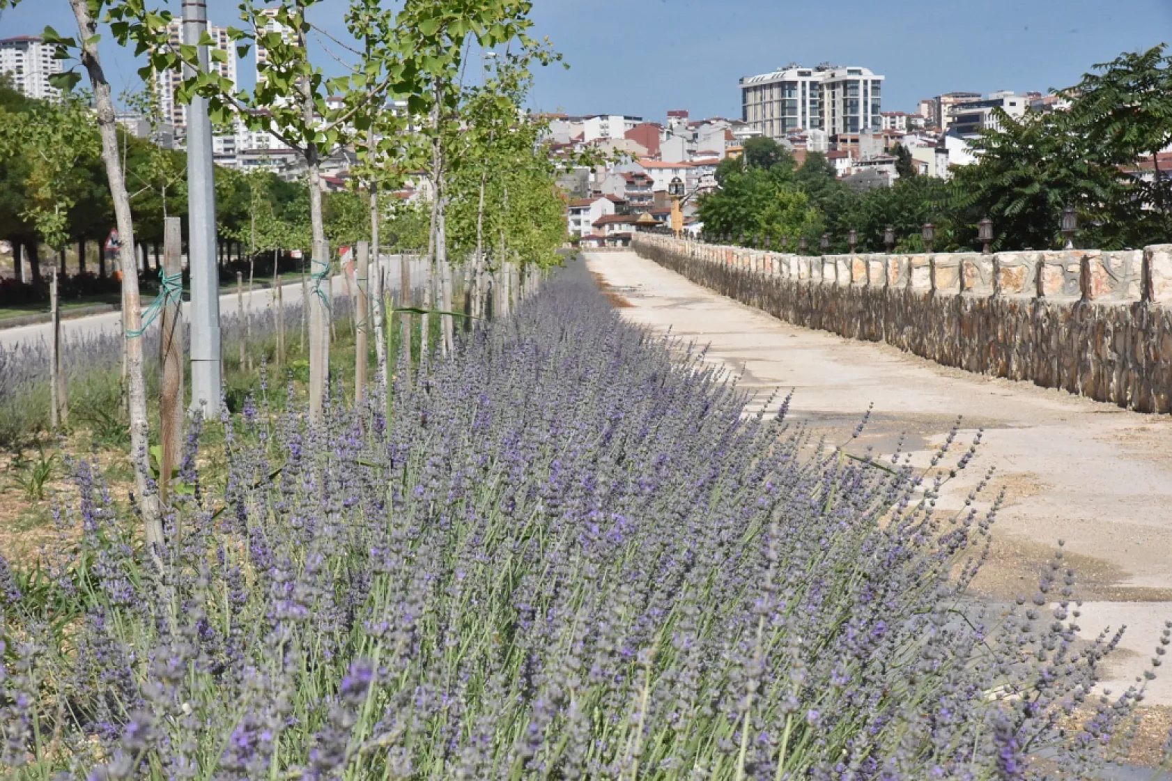 Bilecik'in 'Lavanta Kokulu Yollar' projesine uluslararası ödül