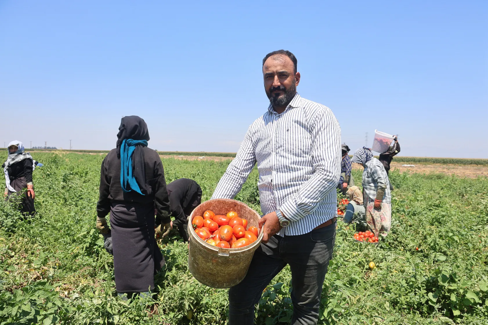 Kavurucu sıcakta domates mesaisi: Tarlada 15 TL, tezgahta 30 TL