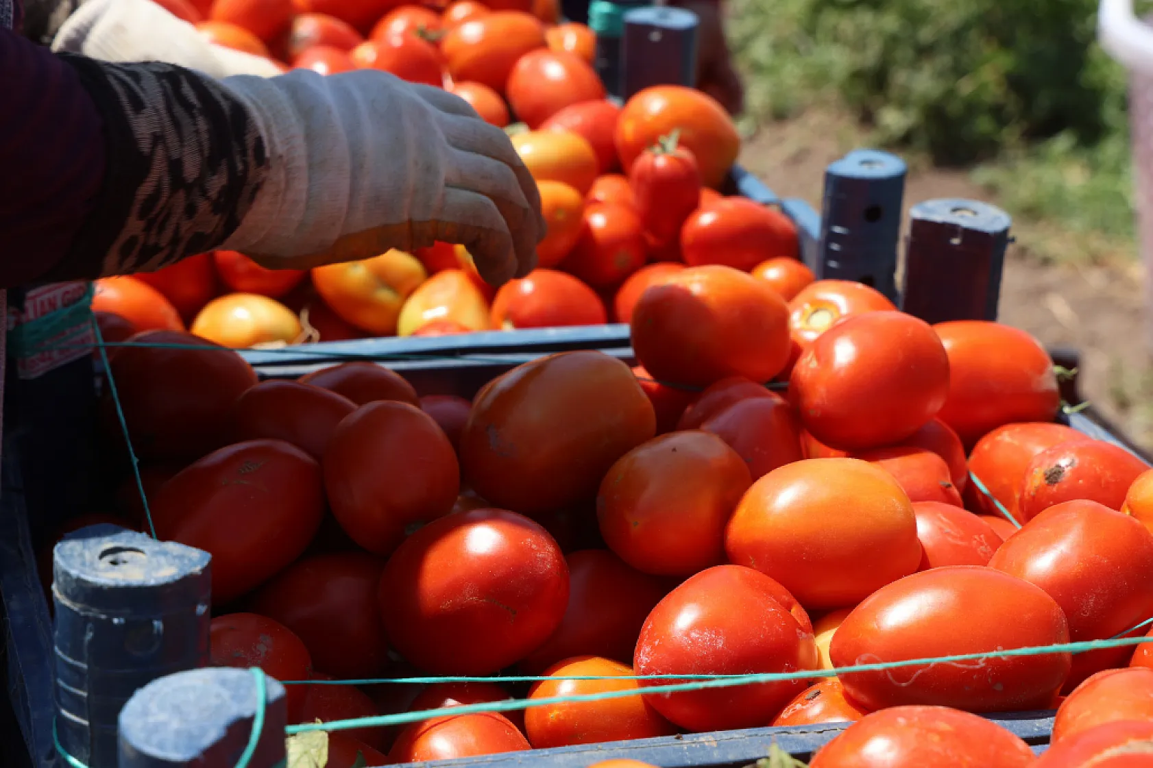 Kavurucu sıcakta domates mesaisi: Tarlada 15 TL, tezgahta 30 TL