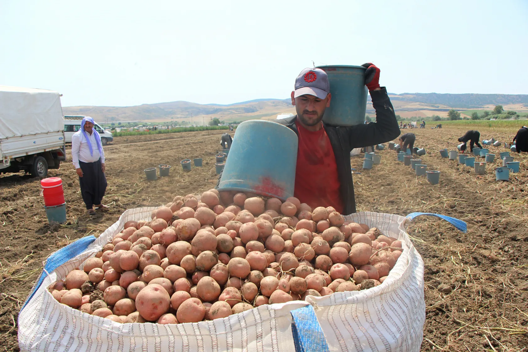 Amasya'da patates hasadı başladı: Hedef 130 bin ton üretim