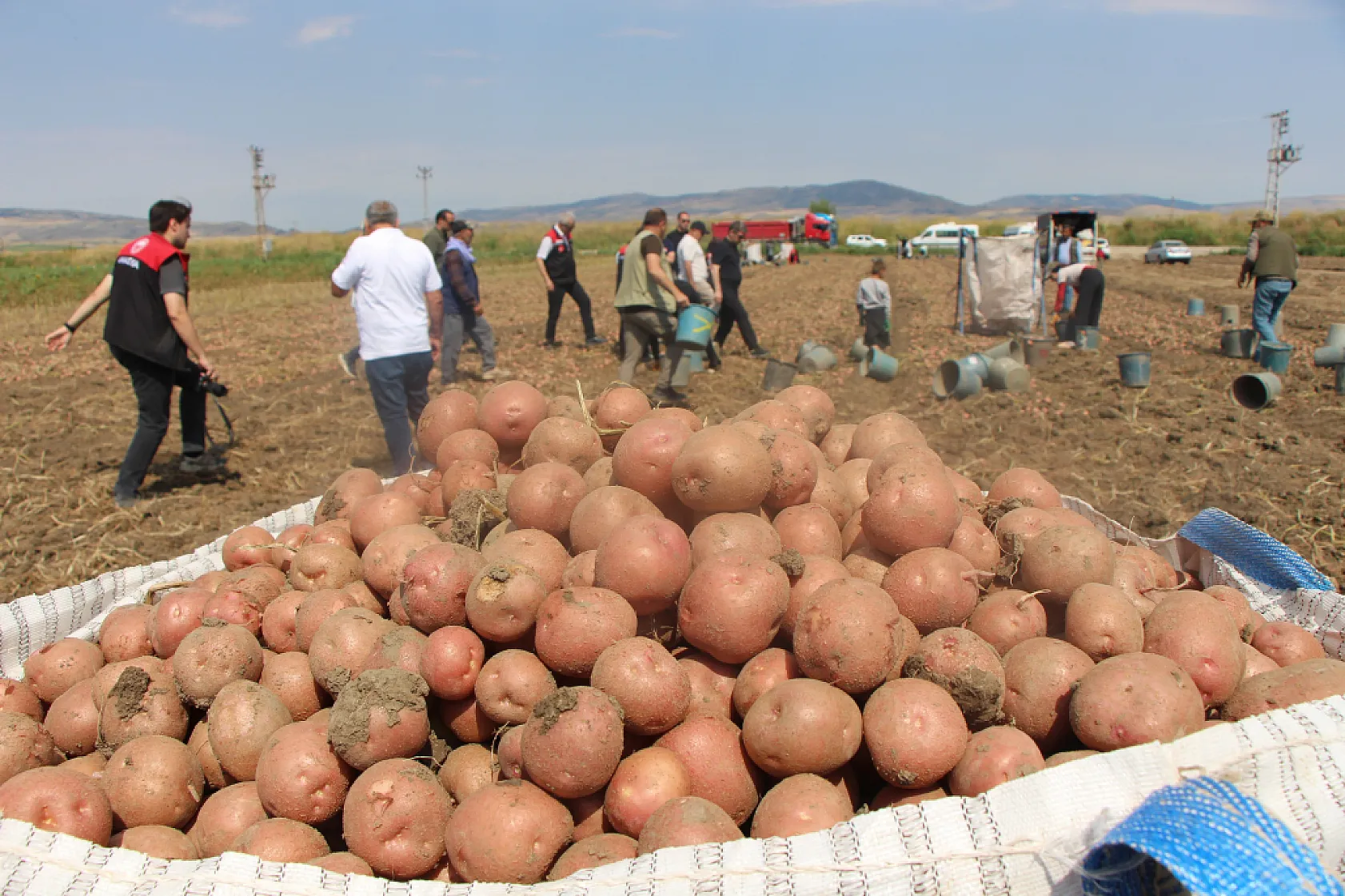 Amasya'da patates hasadı başladı: Hedef 130 bin ton üretim
