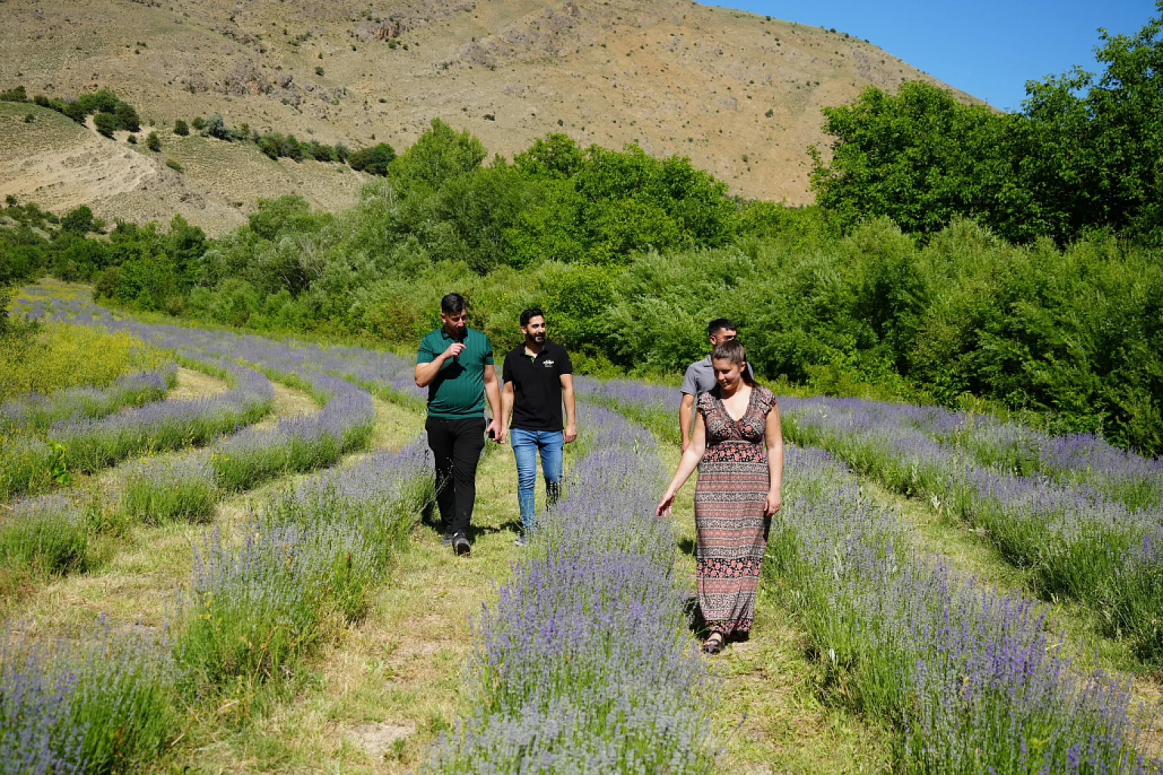 8 Bin Kök Lavanta ile Mor Cennet Kurdu! Erzincan'ın Yeni Gözdesi Oldu