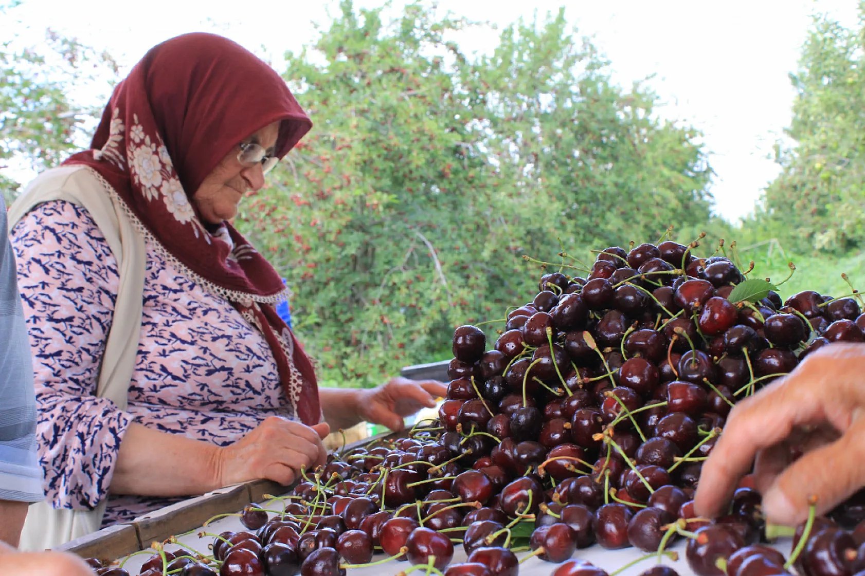 ABD ve Avrupa Sultandağı kirazı istiyor