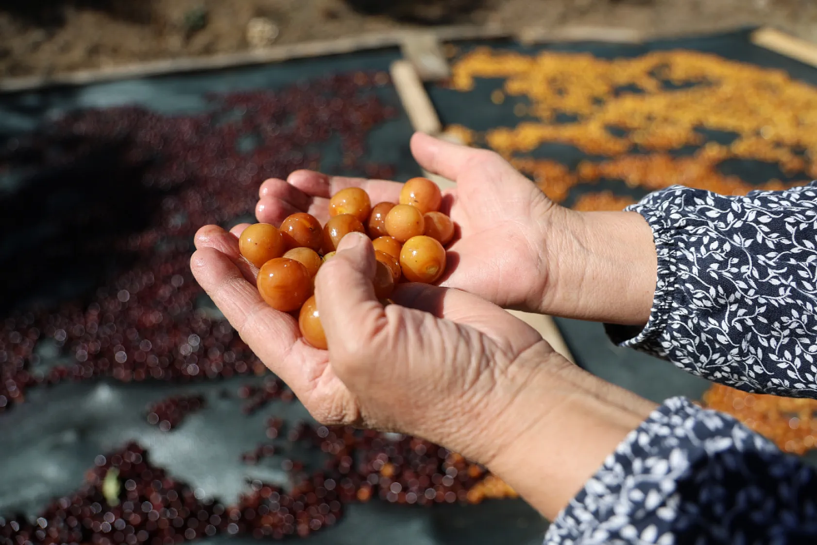 Dalında kalınca çöpe gitmiyor, kışlık çereze dönüşüyor