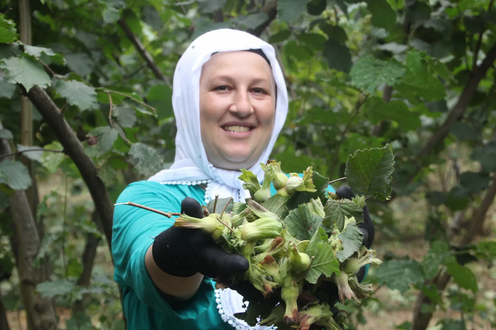 Fındıkta ilk hasat başladı: Üretici fiyatı düşük buldu