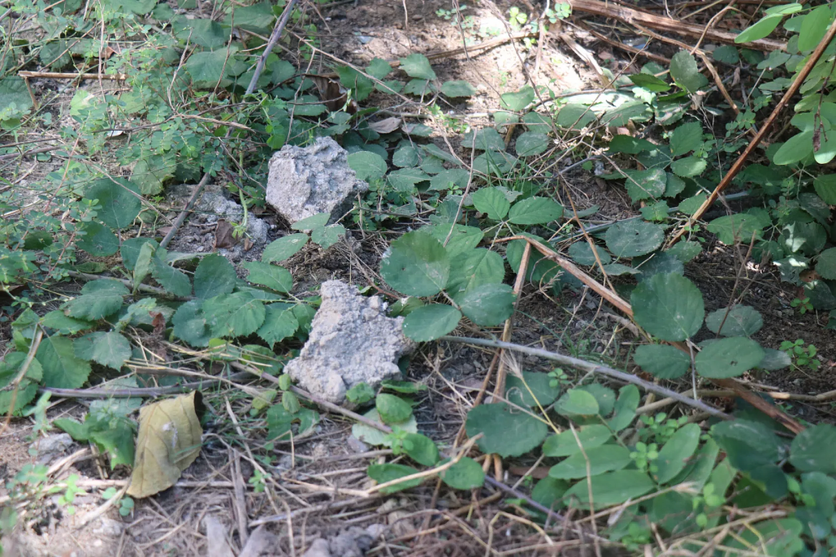 Mahallede 6 aylık 'gulyabani' nöbeti