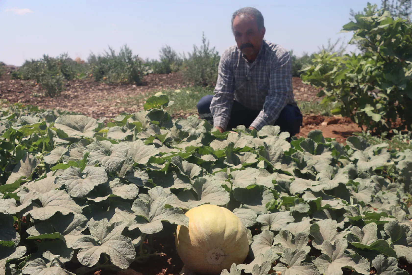 Şanlıurfa'da ata tohumlarıyla yetişen yöresel ürünler hasada başladı