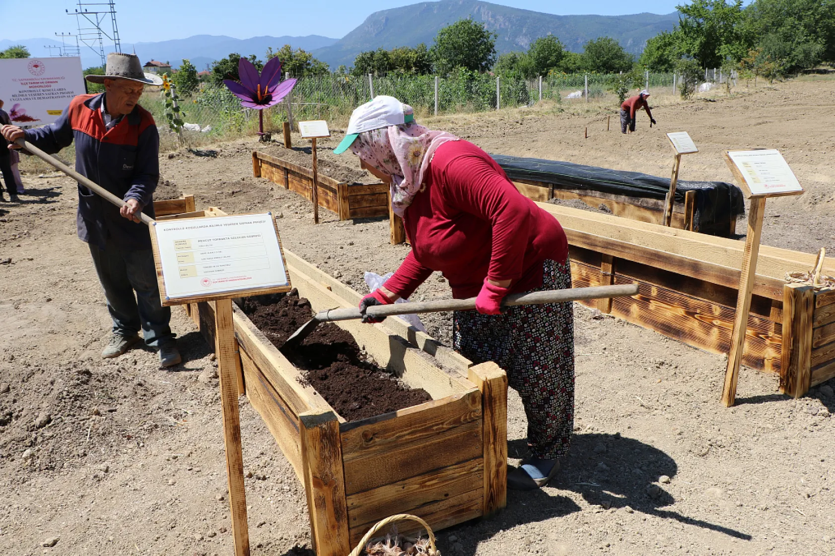Safran köstebeklere karşı korunacak