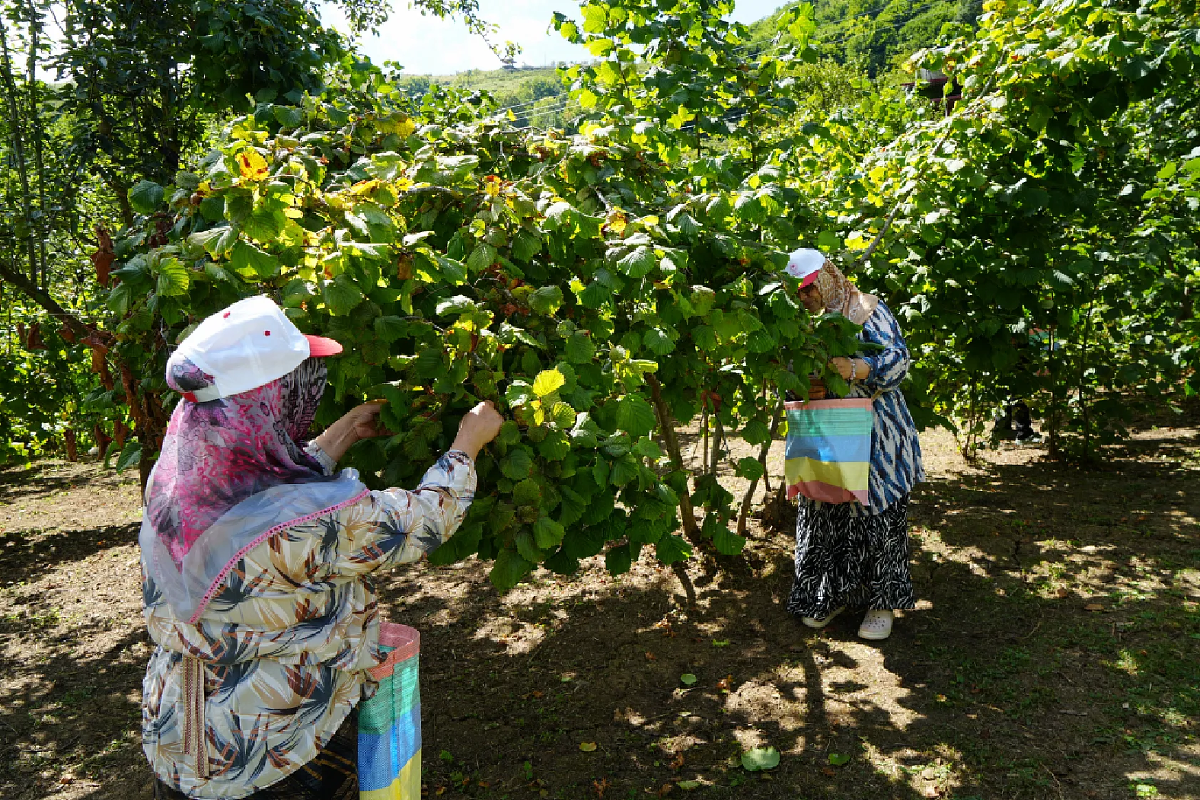 Samsun'da orta kesimlerde fındık hasadı başladı