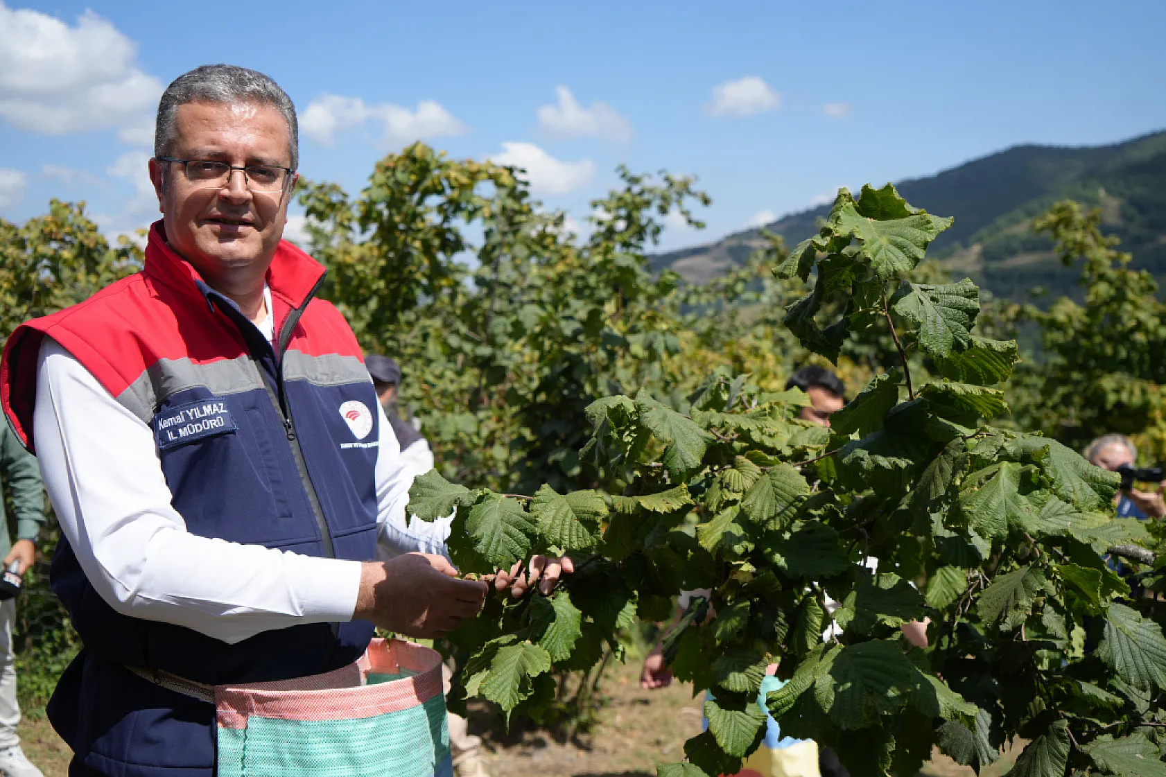 Samsun'da orta kesimlerde fındık hasadı başladı