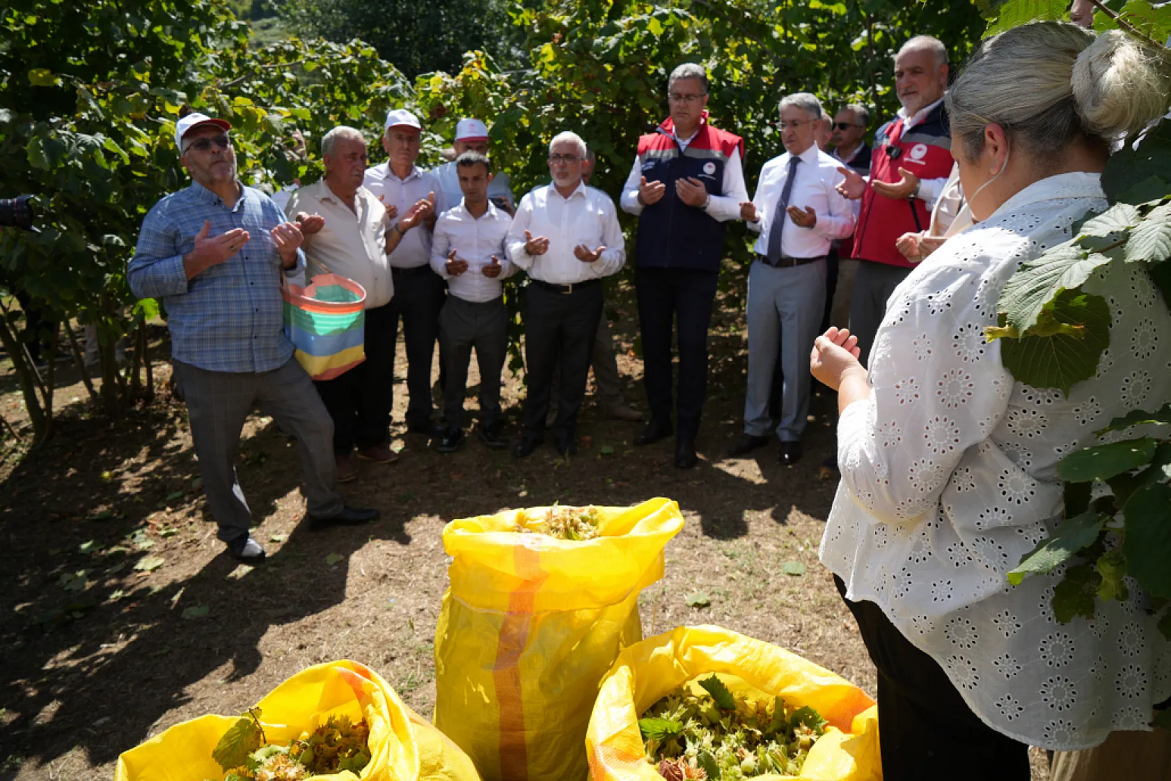 Samsun'da orta kesimlerde fındık hasadı başladı
