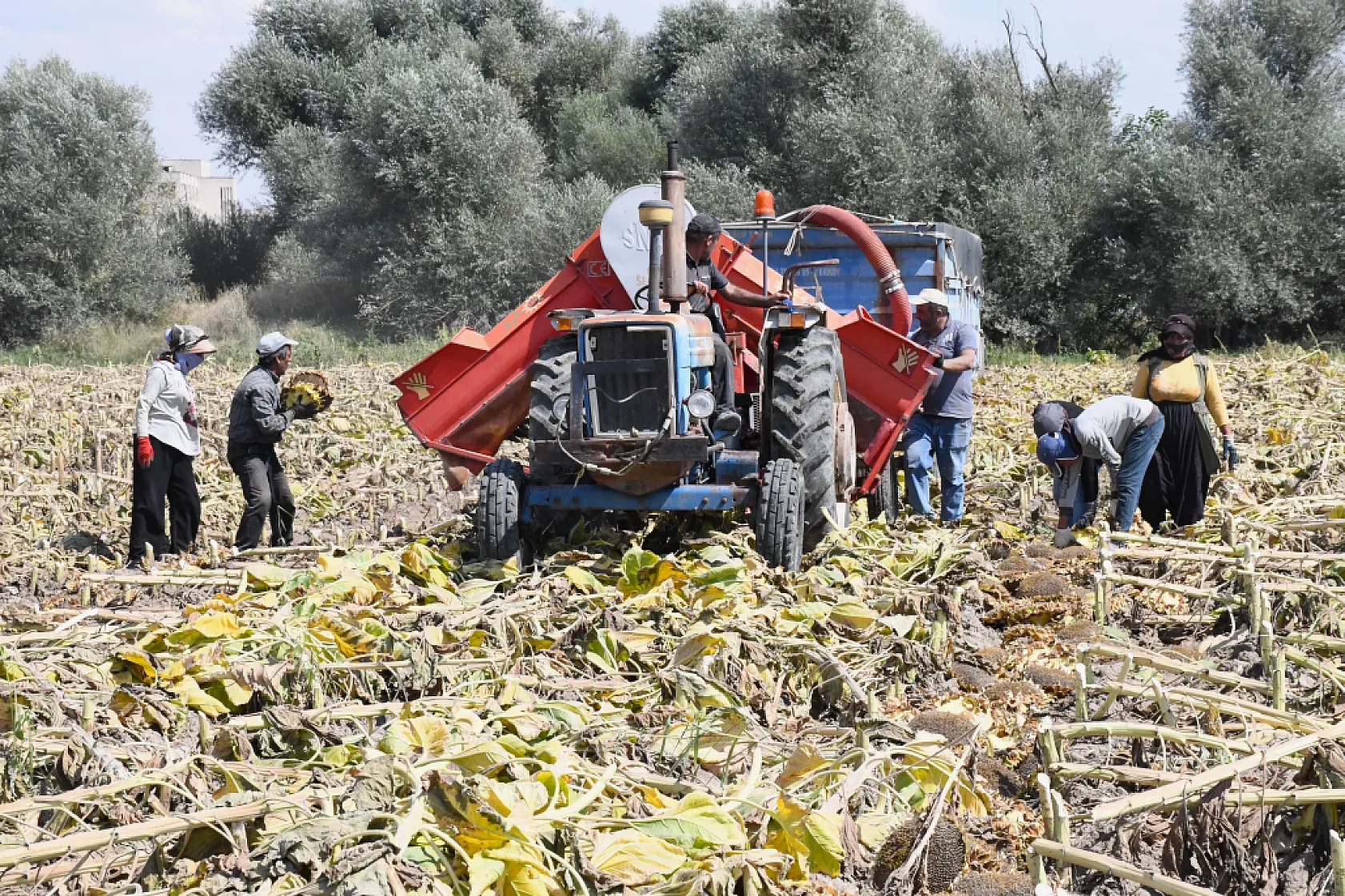 Yozgat'ta ilk ayçiçeği hasadı başladı