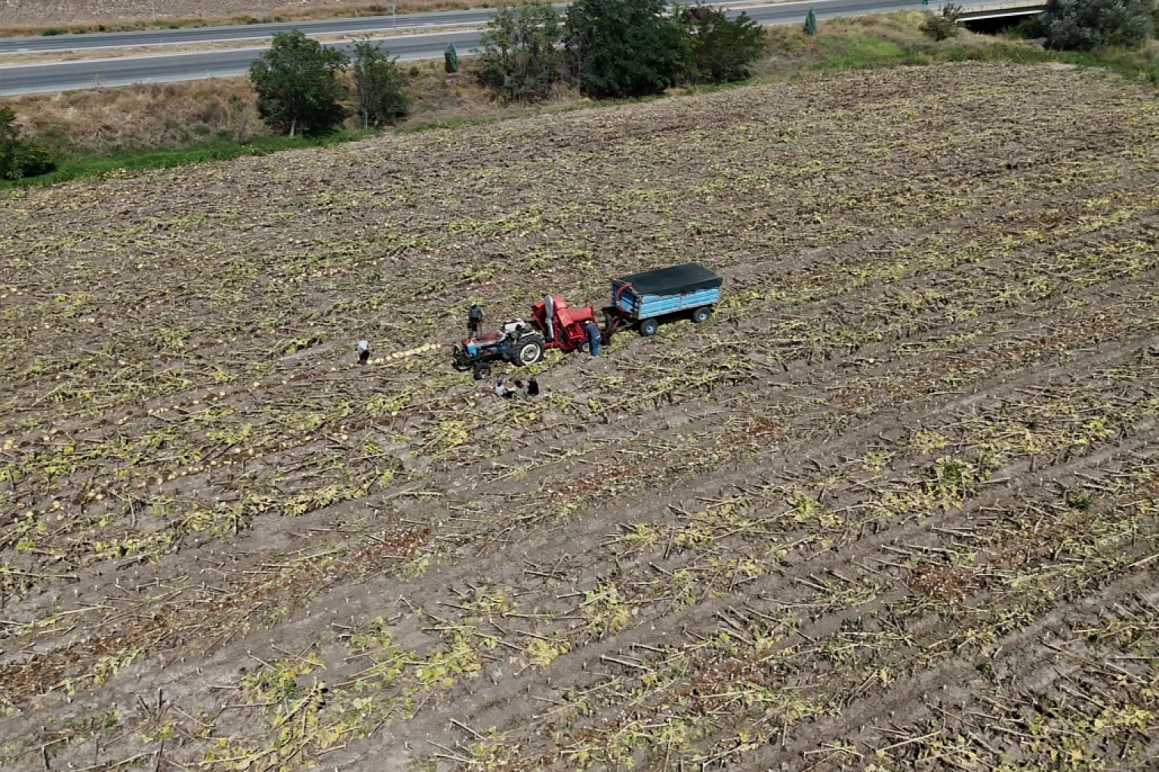 Yozgat'ta ilk ayçiçeği hasadı başladı